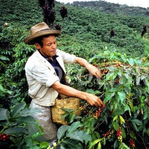 Discover the Most Popular Beans and Where They Grow