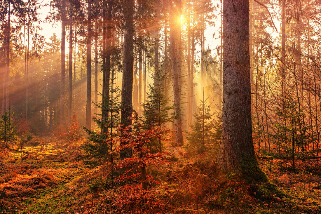 Embracing the Slow Living Philosophy: Finding Joy in the Simple Things