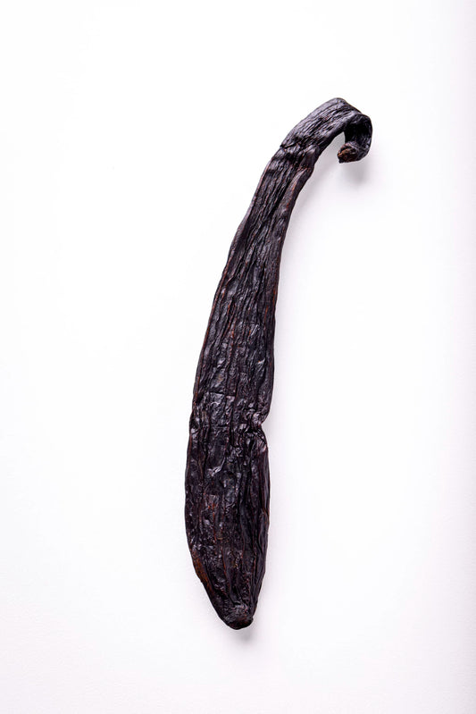 Fava de Baunilha – Vanilla pompona – Cerrado